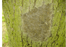 eikenprocessie rups